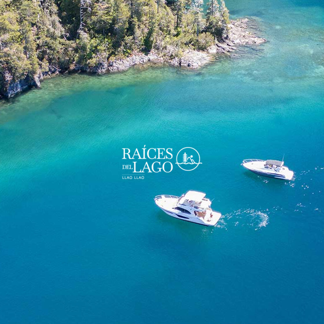 Raíces del Lago